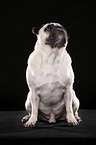 sitting pug