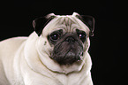 pug portrait