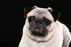 pug portrait