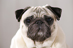 pug portrait