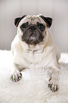 lying pug