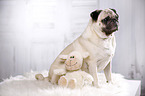 sitting pug