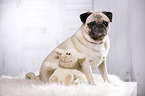 sitting pug