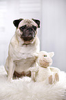 sitting pug