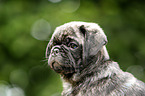 pug puppy