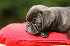 pug puppy