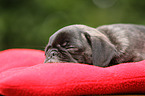 pug puppy