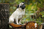 sitting pug