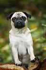 pug