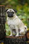 sitting pug