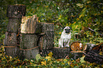 sitting pug