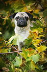 pug portrait