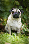 sitting pug