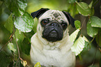 pug portrait