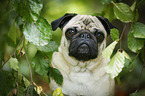 pug portrait