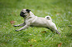 running pug