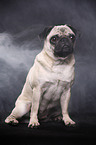 sitting pug