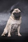 sitting pug