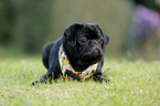 young pug