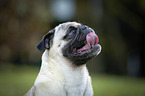 pug portrait