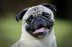 pug portrait