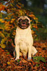 sitting pug