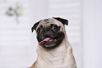 pug portrait