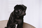 young pug