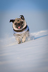 running pug