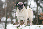 pug at winter