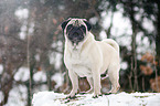 pug at winter