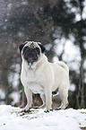 pug at winter