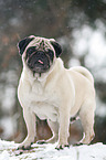 pug at winter