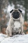 pug at winter