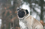 pug at winter