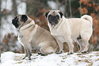 two pugs in snow