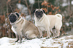 two pugs in snow