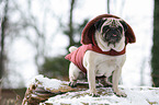 pug at winter