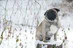 pug at winter