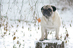 pug at winter