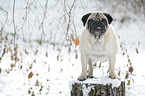 pug at winter