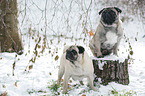 two pugs in snow