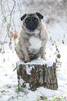 pug at winter