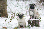 two pugs in snow