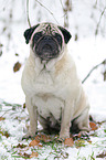 pug at winter