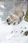 pug at winter