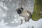 pug at winter