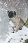 pug at winter