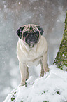 pug at winter