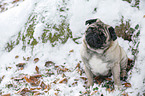 pug at winter